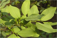Diospyros sylvatica
